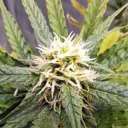Berry Blues on the Roots vor Venus. Week 7 - Day 49