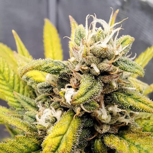 Banana Cream Cake XL Auto. Week 9