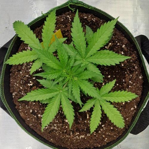 Purple skunks on Mars. Week 4