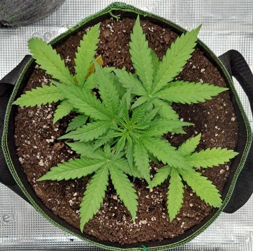 Purple skunks on Mars. Week 4