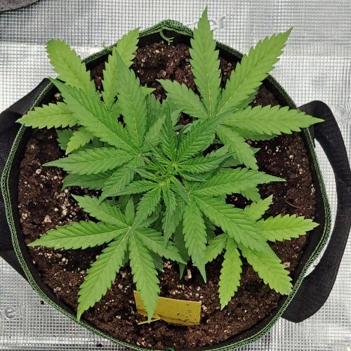 Purple skunks on Mars. Week 4