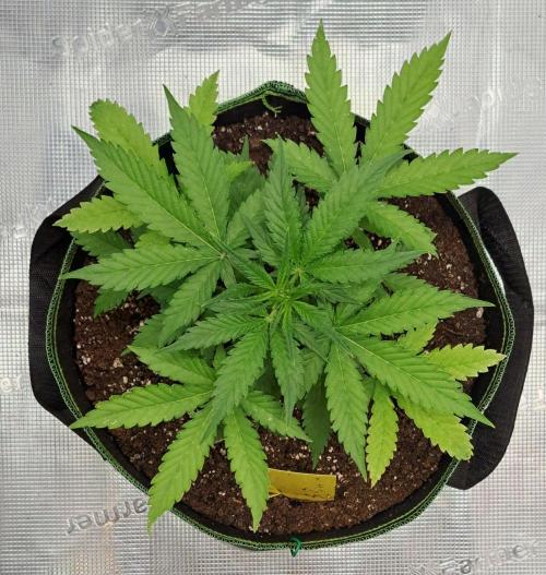 Purple skunks on Mars. Week 4
