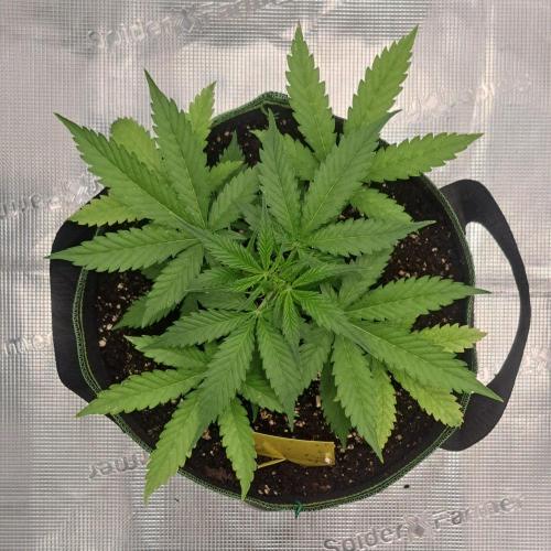 Purple skunks on Mars. Week 4