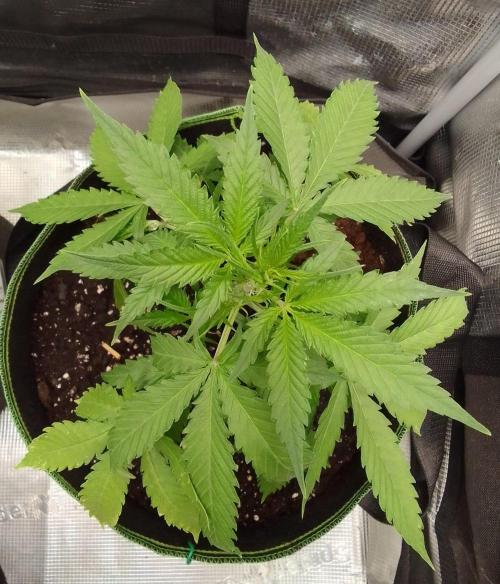 Purple skunks on Mars. Week 4