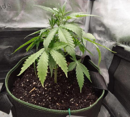 Purple skunks on Mars. Week 4