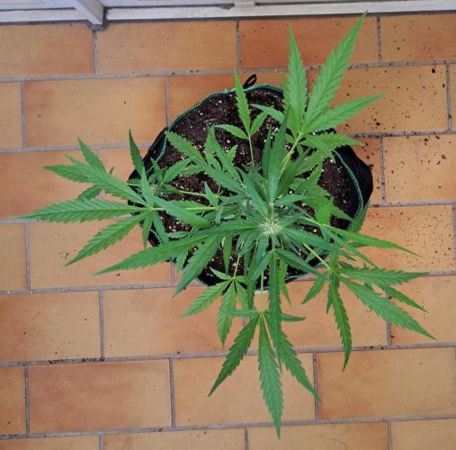 Super Boof on Earth. Week 9 - Day 58