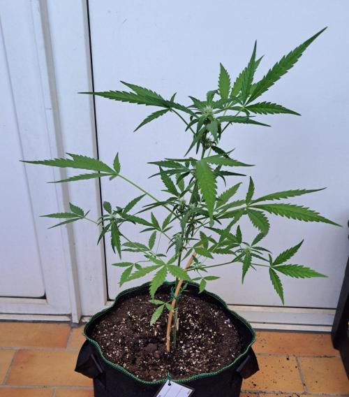 Super Boof on Earth. Week 9 - Day 58