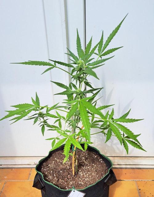 Super Boof on Earth. Week 9 - Day 61