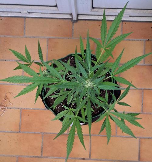Super Boof on Earth. Week 9 - Day 63