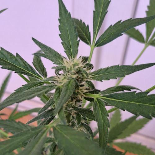 Super Boof XL Auto. Week 9