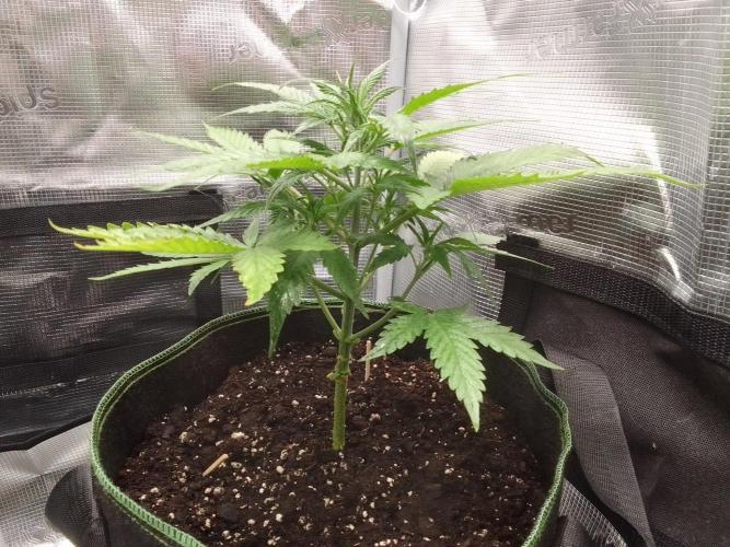 Purple skunks on Mars. Week 5 - Day 29
