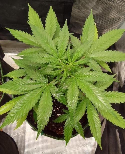 Purple skunks on Mars. Week 5 - Day 30