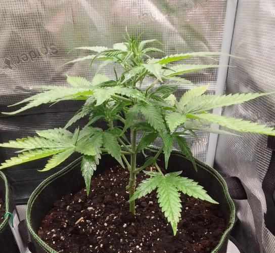 Purple skunks on Mars. Week 5 - Day 30