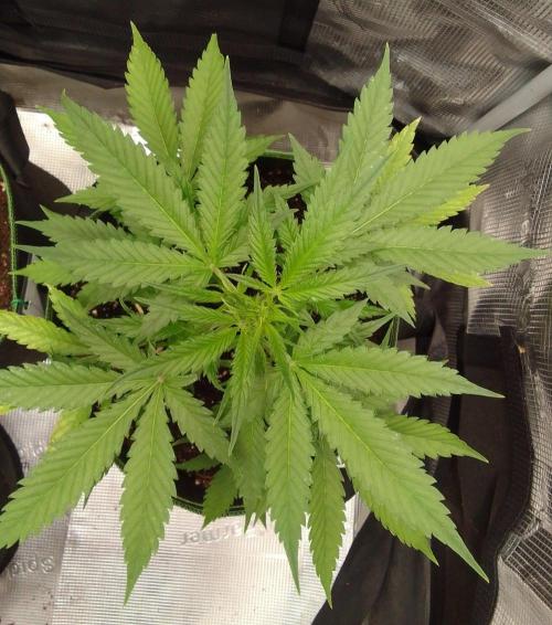 Purple skunks on Mars. Week 5 - Day 31