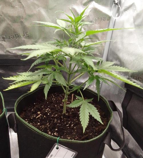 Purple skunks on Mars. Week 5 - Day 31