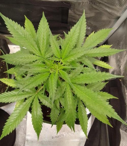 Purple skunks on Mars. Week 5 - Day 32
