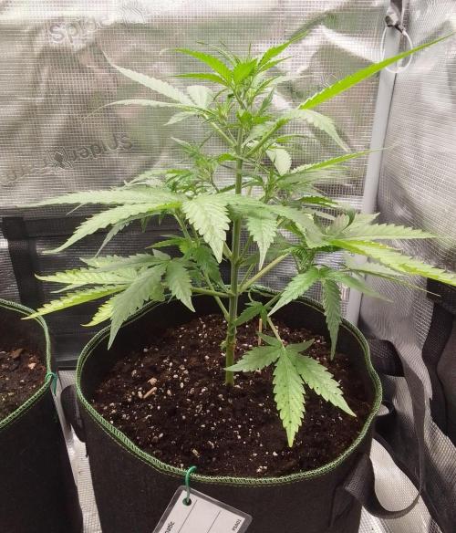 Purple skunks on Mars. Week 5 - Day 32