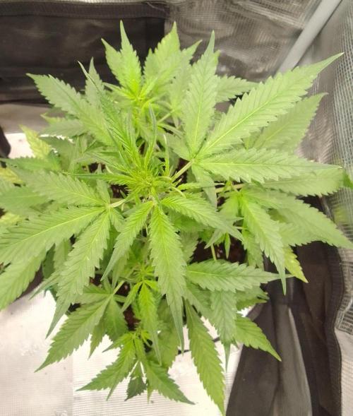 Purple skunks on Mars. Week 5 - Day 34