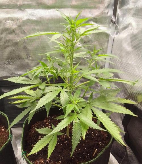 Purple skunks on Mars. Week 5 - Day 34