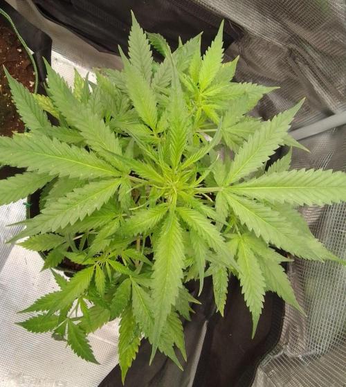 Purple skunks on Mars. Week 5 - Day 35