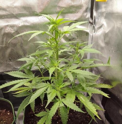 Purple skunks on Mars. Week 5 - Day 35