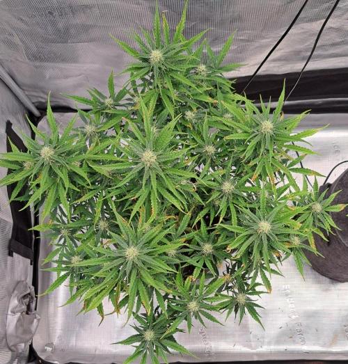 Berry Blues on the Roots vor Venus. Week 8 - Day 50