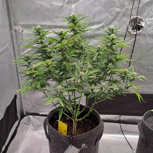 Berry Blues on the Roots vor Venus. Week 8 - Day 50