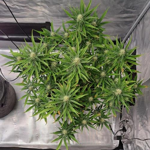 Berry Blues on the Roots vor Venus. Week 8 - Day 52