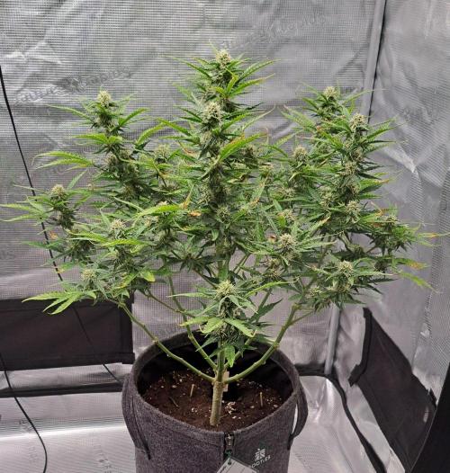 Berry Blues on the Roots vor Venus. Week 8 - Day 52