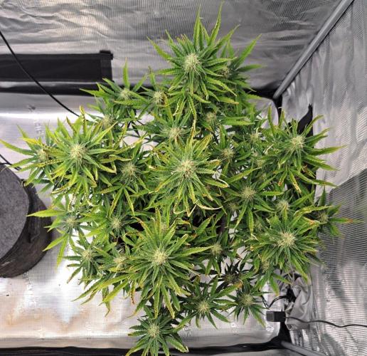 Berry Blues on the Roots vor Venus. Week 8 - Day 54