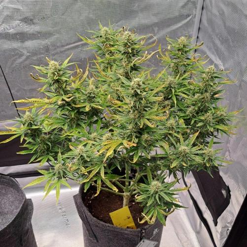 Berry Blues on the Roots vor Venus. Week 8 - Day 54