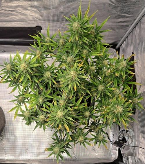 Berry Blues on the Roots vor Venus. Week 8 - Day 56