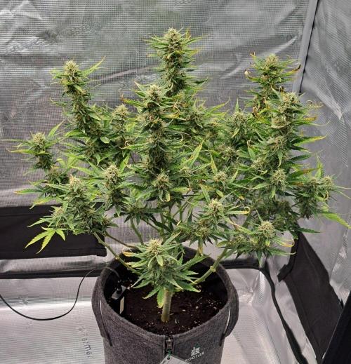 Berry Blues on the Roots vor Venus. Week 8 - Day 56