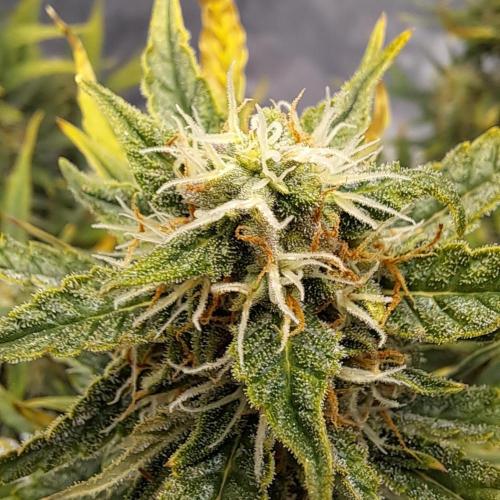 Berry Blues on the Roots vor Venus. Week 8 - Day 56