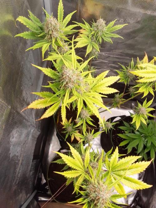 Purple Bananas spotted on Mars. Week 10 - Day 64