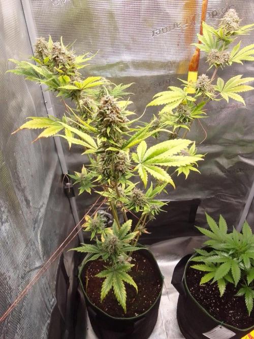 Purple Bananas spotted on Mars. Week 10 - Day 64
