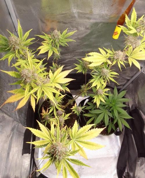 Purple Bananas spotted on Mars. Week 10 - Day 66