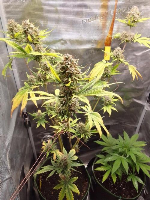 Purple Bananas spotted on Mars. Week 10 - Day 66