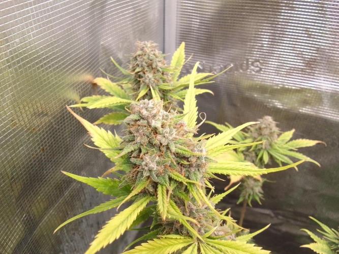 Purple Bananas spotted on Mars. Week 10 - Day 68