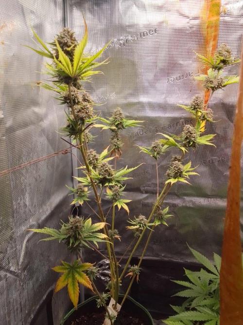 Purple Bananas spotted on Mars. Week 10 - Day 68