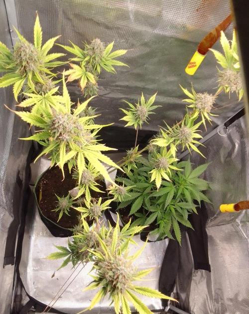 Purple Bananas spotted on Mars. Week 10 - Day 70