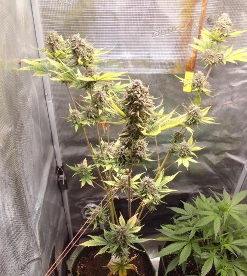 Purple Bananas spotted on Mars. Week 10 - Day 70