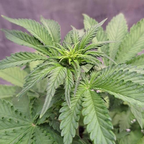 Tropicanna Poison XL Auto. Week 4