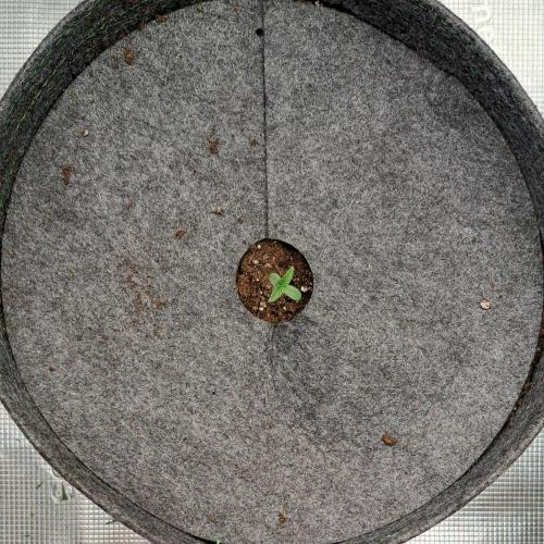 Fruity glue for Venus. Week 1 - Day 1