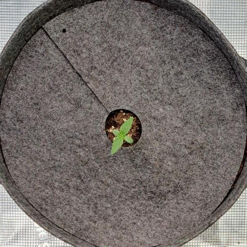 Fruity glue for Venus. Week 1 - Day 3
