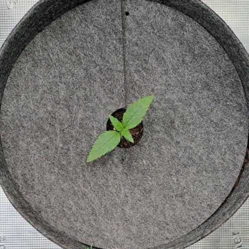 Fruity glue for Venus. Week 1 - Day 5
