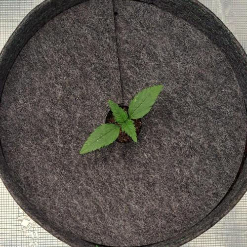 Fruity glue for Venus. Week 1 - Day 7