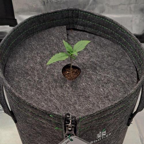 Grow Tent 4.5x2x6.5. Week 1
