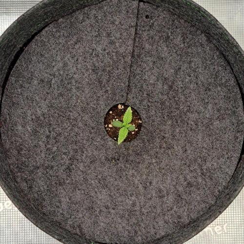 Purple Bananas spotted on Saturn. Week 1 - Day 4