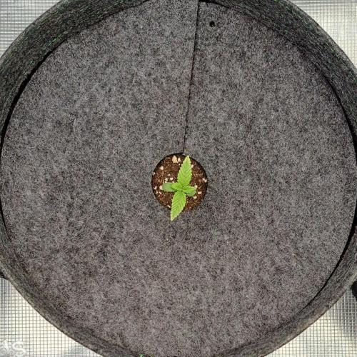 Purple Bananas spotted on Saturn. Week 1 - Day 5